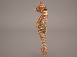 Seahorse 3D Модель