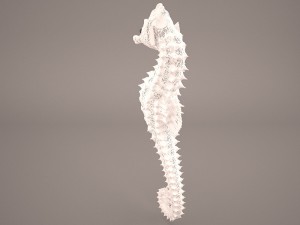 Seahorse 3D Модель