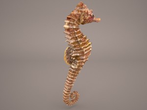 Seahorse 3D Модель