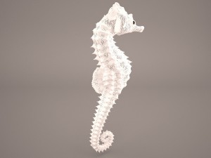Seahorse 3D Модель