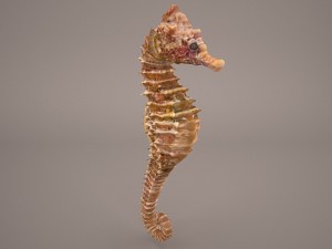 Seahorse 3D Модель