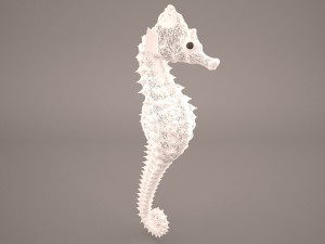 Seahorse 3D Модель