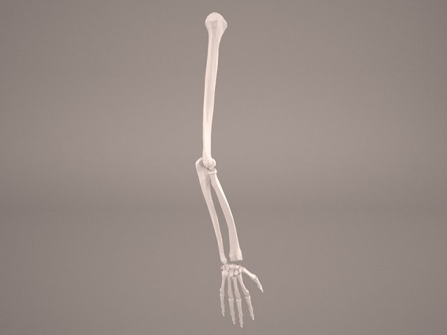 hand skeleton 3Dモデル .c4d .max .obj .3ds .fbx .stl .blend 