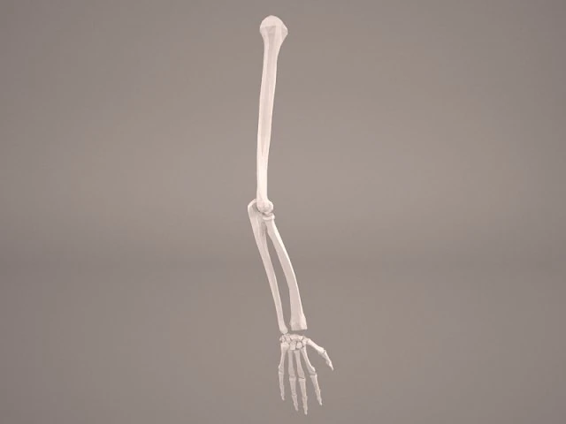 hand skelet 3D Model .c4d .max .obj .3ds .fbx .stl .blend 