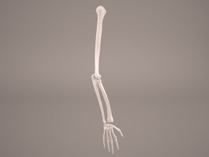 hand skeleton 3D Model