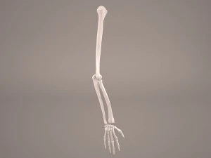 esqueleto de mano Modelo 3D