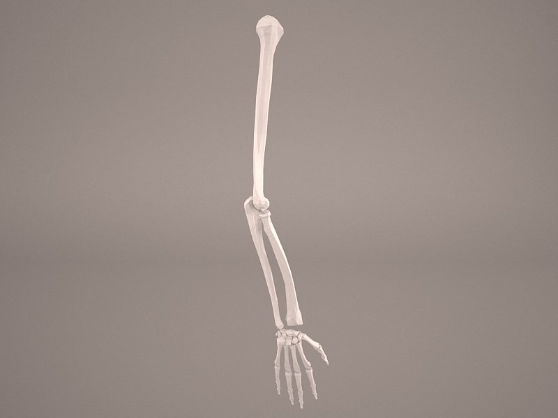 Hand Skeleton 3d Model In Anatomy 3dexport