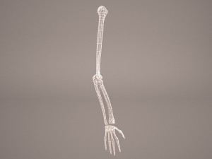 hand skeleton 3Dモデル