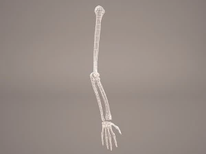 hand skelet 3D Model