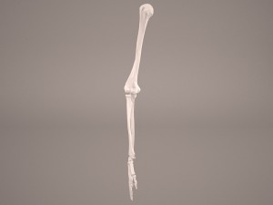 hand skeleton 3Dモデル