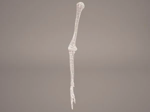 hand skelet 3D Model