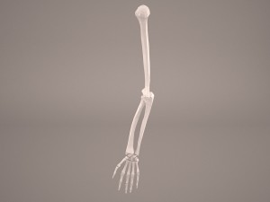 hand skeleton 3Dモデル