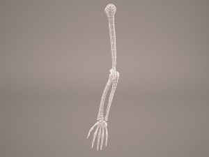 hand skeleton 3Dモデル