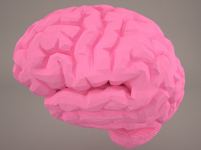 brain 3D-Modell .c4d .max .obj .3ds .fbx .stl .blend 