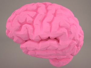 brain 3D मॉडल