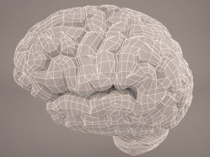 brain 3D-Modell