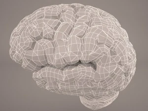 cervello Modello 3D
