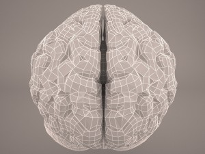brain 3D-Modell