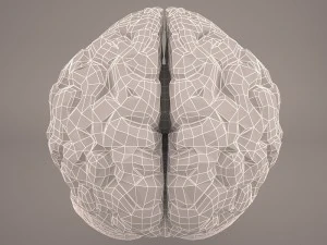 cervello Modello 3D