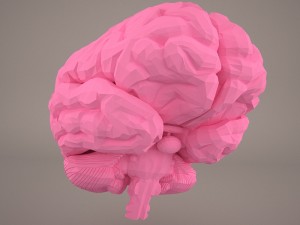 brain 3D-Modell