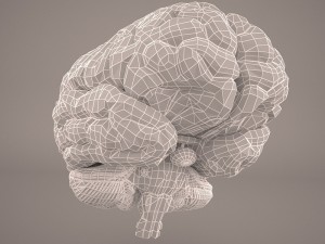 brain 3D-Modell