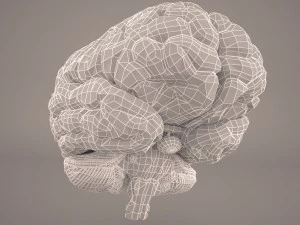 cervello Modello 3D