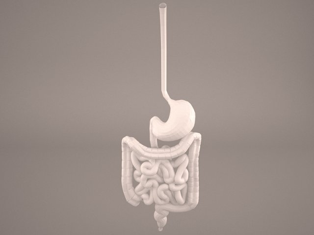 digestive Modelo 3D .c4d .max .obj .3ds .fbx .stl .blend 