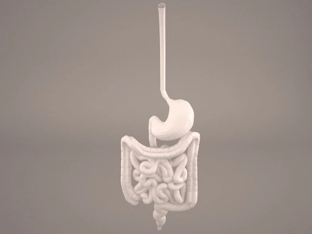 digestive 3D Model .c4d .max .obj .3ds .fbx .stl .blend