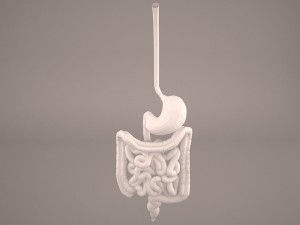 digestive 3D मॉडल