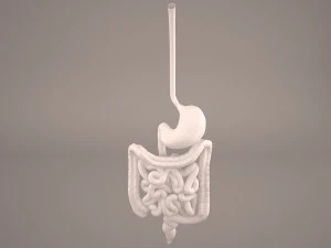 पाचन 3D मॉडल