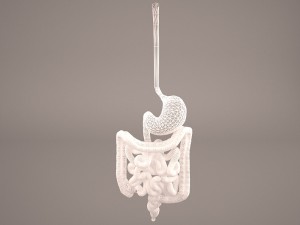 digestive Modelo 3D