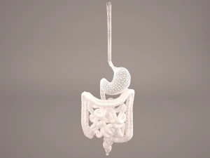 digestive 3D Model