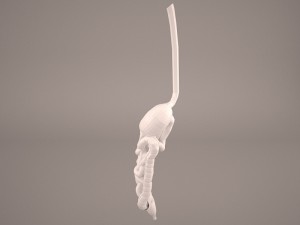 digestive Modelo 3D