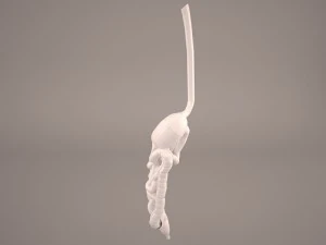 digestive 3D Model