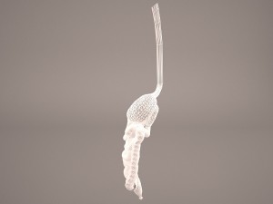 digestive Modelo 3D