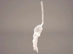 digestive 3D Model