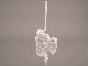 digestive Modelo 3D