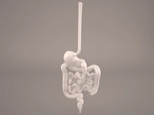 digestive 3D Model