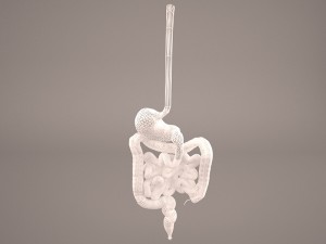 digestive Modelo 3D
