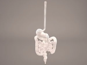 digestive 3D Model