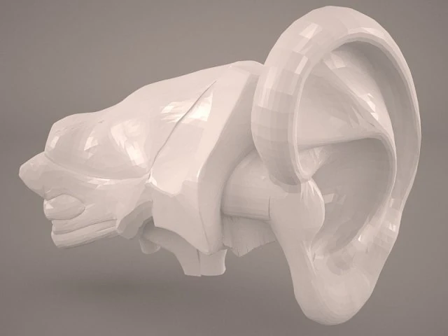 ear anatomy 3D Model .c4d .max .obj .3ds .fbx .stl .blend 
