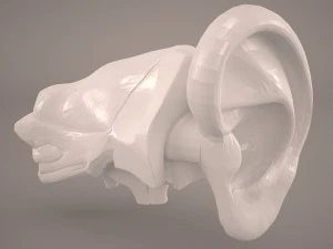 anatomie van het oor 3D Model