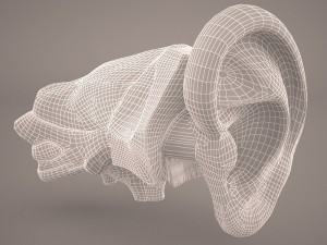 ear anatomy Modelo 3D
