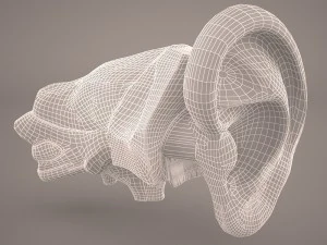 ear anatomy 3D Model