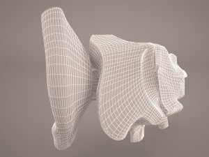 ear anatomy Modelo 3D