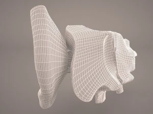 ear anatomy 3D Model