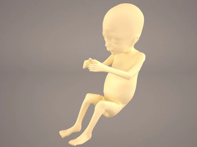 human fetus 3D Model .c4d .max .obj .3ds .fbx .stl .blend