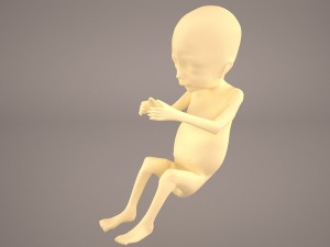 human fetus Modèle 3D