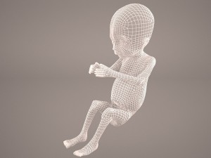 human fetus 3D 모델