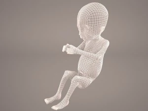 human fetus 3D Model